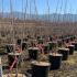 Red Hawthorn Pauls Scarlet 1-1.25 m buy online UK.