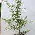 Red Hawthorn Pauls Scarlet 80-100 cm buy online UK.