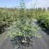 clps 1.5-1.75 m buy online UK.