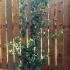 Red Hawthorn Pauls Scarlet 1.5-2 m buy online UK.