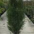 Rhamnus Frangula Alnus - Fine Line 1-1.25 m buy online UK.