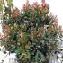 Rhaphiolepis Indica Springtime - Indian Hawthorn 40-60 cm buy online UK.