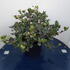 ru 60-80 cm buy online UK.