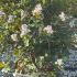 Rhaphiolepis Umbelliata Ovata - Yeddo Hawthorne Ovata 80-100 cm buy online UK.