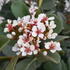Rhaphiolepsis Umbellata