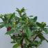 Rhododendron Albert Schweitzer 40-50 cm buy online UK.