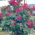 Rhododendron Anna Rose Whitney 1.5-1.75 m buy online UK.