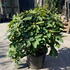 rarw 80-100 cm buy online UK.