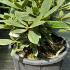 Rhododendron Azurro 20-40 cm buy online UK.