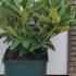 Rhododendron Cunninghams White 35-40 cm buy online UK.