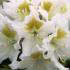 Rhododendron Cunninghams White for sale online at Paramount Plants in Crews Hill, UK
