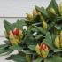 Compact evergreen shrub known for its vibrant purple flowers and glossy dark green leaves. It blooms in mid to late spring. Adding a pop of colour to any garden