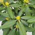Rhododendron Fantastica Yak Hybrid 20-40 cm buy online UK.