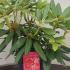 Rhododendron Fantastica Yak Hybrid 20-30 cm buy online UK.