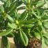 Rhododendron Firelight 30-40 cm buy online UK.