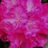 Eye catching evergreen shrub with large clusters of vibrant purple pink flowers. It thrives in acidic soils and adds a pop of colour to any garden in spring.