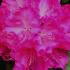 Rhododendron Germania Bright Pink flowering for sale online UK delivery