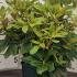 Rhododendron Golden Torch 20-30 cm buy online UK.