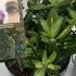 Rhododendron Goldflimmer Variegated 10-20 cm buy online UK.