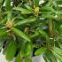Rhododendron Hachmanns Polaris Yak Hybrid 20-40 cm buy online UK.