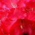 Rhododendron Halfdan Lem - red flowering beauty, for sale UK