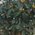 Rhododendron Halfdan Lem 20-40 cm buy online UK.