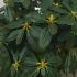 Rhododendron Horizon Monarch 30-40 cm buy online UK.