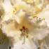 Rhododendron Horizon Monarch, beautiful Rhododendron hybrid with pale yellow flowers buy online UK