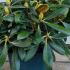 Rhododendron Kalinka Yak Hybrid 20-30 cm buy online UK.