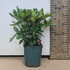 rmm 30-40 cm buy online UK.