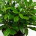 Rhododendron Madame Masson 20-40 cm buy online UK.