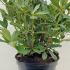 Rhododendron Madame Masson 50-60 cm buy online UK.