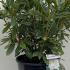 Rhododendron Madame Masson 60-70 cm buy online UK.