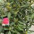 Rhododendron Madame Masson 70-80 cm buy online UK.