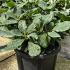 Rhododendron Markeetas Prize 30-40 cm buy online UK.