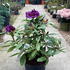 rmmm 40-50 cm buy online UK.