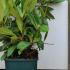 Rhododendron Monsieur Marcel Meynard (Menard) 40-50 cm buy online UK.