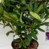 rmmm 50-60 cm buy online UK.
