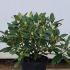 Rhododendron Mrs TH Lowinsky 30-50 cm buy online UK.