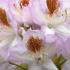 Rhododendron Mrs TH Lowinsky