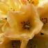 Rhododendron Nancy Evans, one of the best yellow flowering Rhododendron hybrids