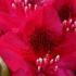 Rhododendron Nova Zembla - a popular choice for red-flowering rhododendrons