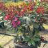 Rhododendron Nova Zembla 80-90 cm buy online UK.