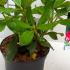Rhododendron Nova Zembla 30-40 cm buy online UK.