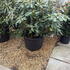 rhodonavazembla 80-100 cm buy online UK.
