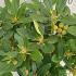 Rhododendron Percy Wiseman 20-40 cm buy online UK.