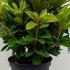 Rhododendron Rocket 30-40 cm buy online UK.