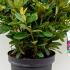 Rhododendron Rocket 50-60 cm buy online UK.