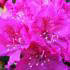 Rhododendron Rocket, a rhododendron hybrid with pink flowers