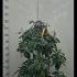 Rhododendron Roseum Elegans 80-100 cm buy online UK.
